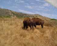 Buffalo on the Island