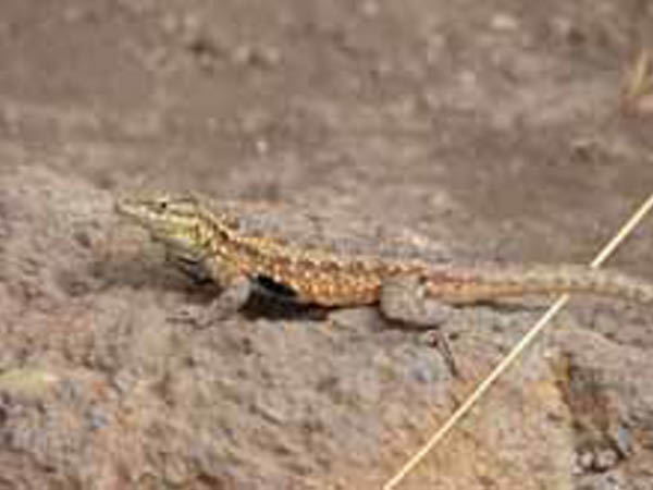 lizard small