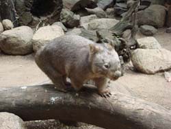 A wombat