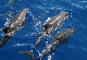 3_dolphins