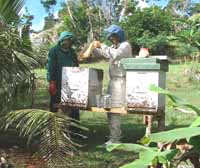 Kip & Jim pulling honey