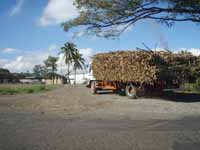 Sugar cane trucks