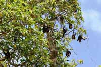 Flying Foxes