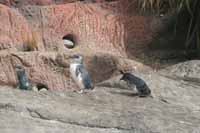 Tiny blue penguins