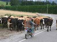 Herding cattle the modern way!