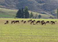 Deer farming