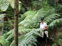 Giant tree ferns