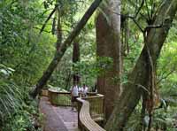 Large Kauri tree