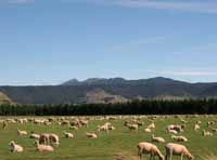 Sheep farming.