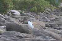 Yellow eyed penguins