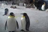 King penguins